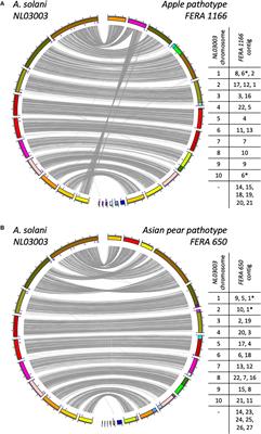 Genomics Evolutionary History and Diagnostics of the Alternaria alternata Species Group Including Apple and Asian Pear Pathotypes